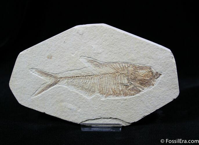 Inch Diplomystus Fish Fossil #809